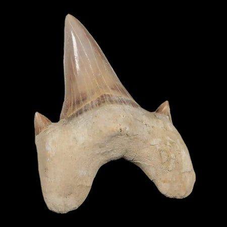 2.3" Otodus Obliquus Shark Fossil Tooth Specimen Oued Zem Morocco COA