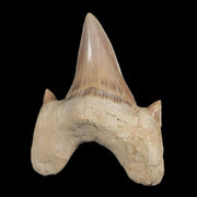 2.3" Otodus Obliquus Shark Fossil Tooth Specimen Oued Zem Morocco COA