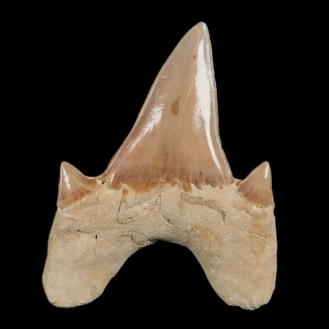 2.3" Otodus Obliquus Shark Fossil Tooth Specimen Oued Zem Morocco COA - Fossil Age Minerals