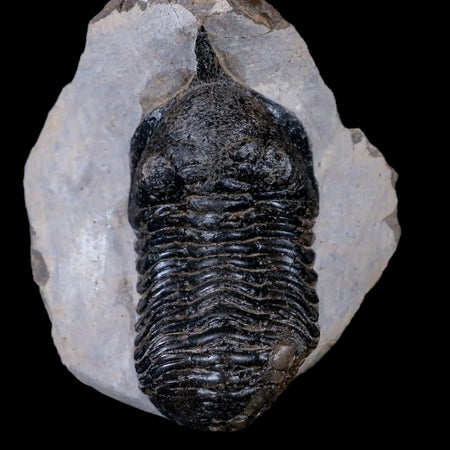 2.7" Morocconites Malladoides Trilobite Fossil Morocco Devonian Age Display, COA