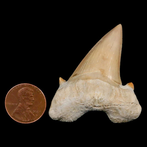 1.9" Otodus Obliquus Shark Fossil Tooth Specimen Oued Zem Morocco COA - Fossil Age Minerals