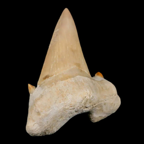 1.9" Otodus Obliquus Shark Fossil Tooth Specimen Oued Zem Morocco COA - Fossil Age Minerals