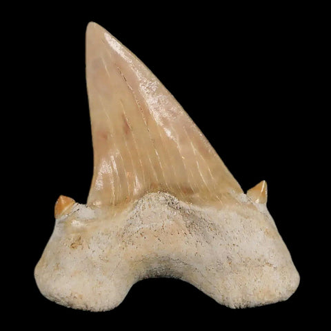 1.9" Otodus Obliquus Shark Fossil Tooth Specimen Oued Zem Morocco COA - Fossil Age Minerals