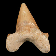 2" Otodus Obliquus Shark Fossil Tooth Specimen Oued Zem Morocco COA