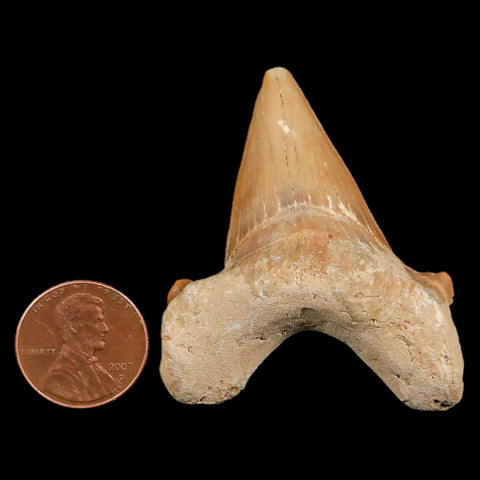 2" Otodus Obliquus Shark Fossil Tooth Specimen Oued Zem Morocco COA - Fossil Age Minerals