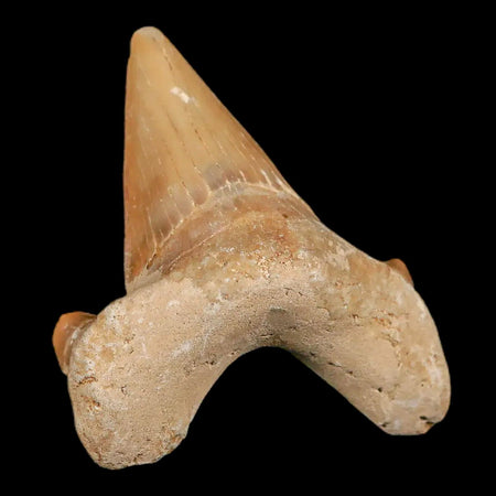 2" Otodus Obliquus Shark Fossil Tooth Specimen Oued Zem Morocco COA