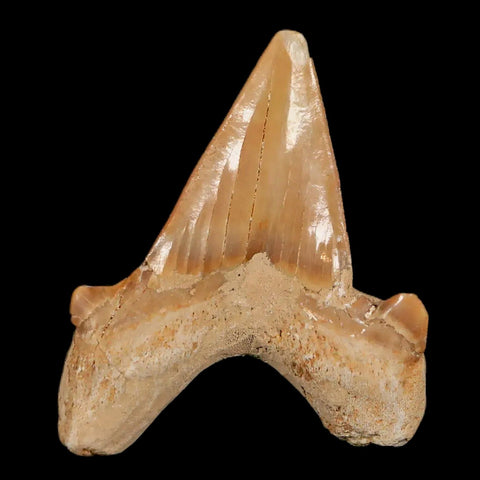 2" Otodus Obliquus Shark Fossil Tooth Specimen Oued Zem Morocco COA - Fossil Age Minerals