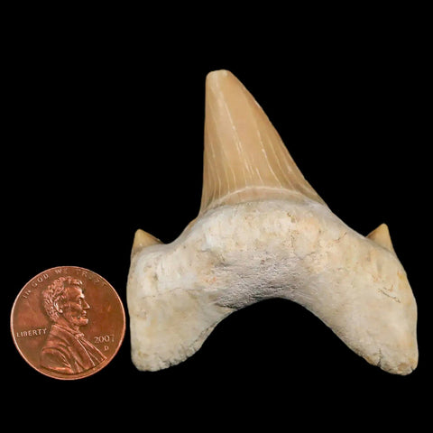 2.2" Otodus Obliquus Shark Fossil Tooth Specimen Oued Zem Morocco COA - Fossil Age Minerals