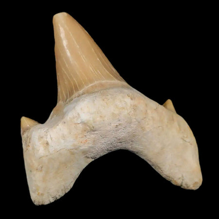 2.2" Otodus Obliquus Shark Fossil Tooth Specimen Oued Zem Morocco COA