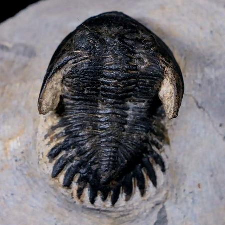 1.6" Metacanthina Issoumourensis Trilobite Fossil Devonian Age 400 Mil Yrs Old COA