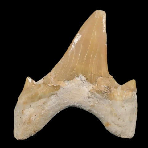 2.2" Otodus Obliquus Shark Fossil Tooth Specimen Oued Zem Morocco COA - Fossil Age Minerals