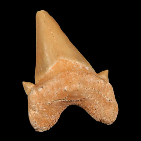 1.9" Otodus Obliquus Shark Fossil Tooth Specimen Oued Zem Morocco COA