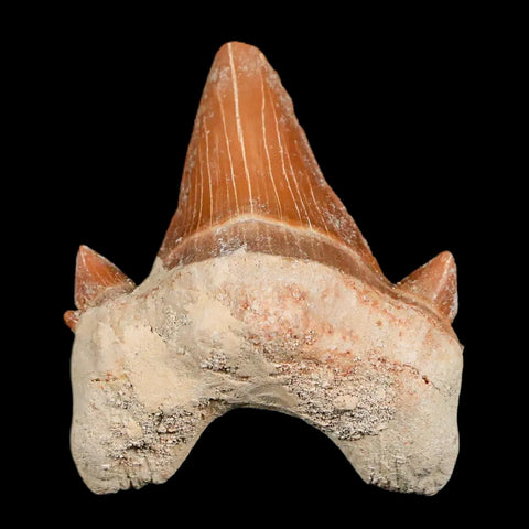 1.9" Otodus Obliquus Shark Fossil Tooth Specimen Oued Zem Morocco COA - Fossil Age Minerals