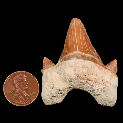 1.9" Otodus Obliquus Shark Fossil Tooth Specimen Oued Zem Morocco COA - Fossil Age Minerals