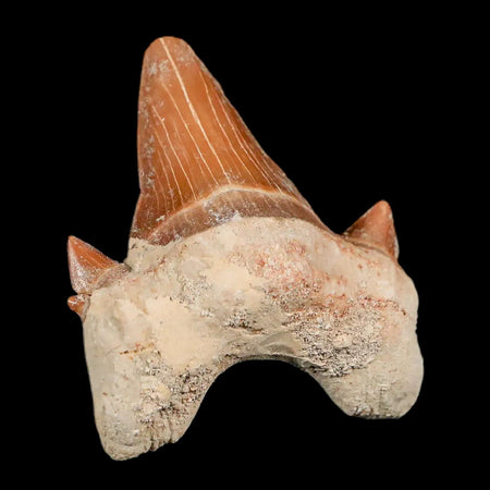 1.9" Otodus Obliquus Shark Fossil Tooth Specimen Oued Zem Morocco COA