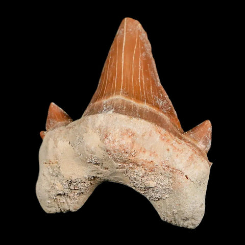 1.9" Otodus Obliquus Shark Fossil Tooth Specimen Oued Zem Morocco COA - Fossil Age Minerals