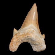 2.1" Otodus Obliquus Shark Fossil Tooth Specimen Oued Zem Morocco COA