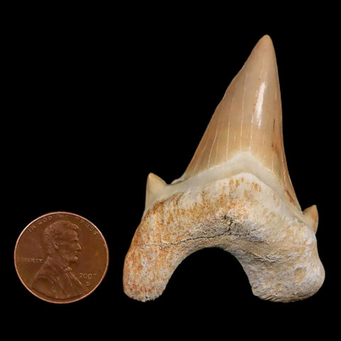 2.1" Otodus Obliquus Shark Fossil Tooth Specimen Oued Zem Morocco COA - Fossil Age Minerals