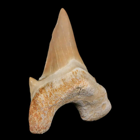 2.1" Otodus Obliquus Shark Fossil Tooth Specimen Oued Zem Morocco COA