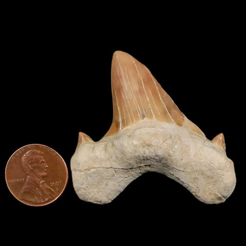 1.9" Otodus Obliquus Shark Fossil Tooth Specimen Oued Zem Morocco COA - Fossil Age Minerals