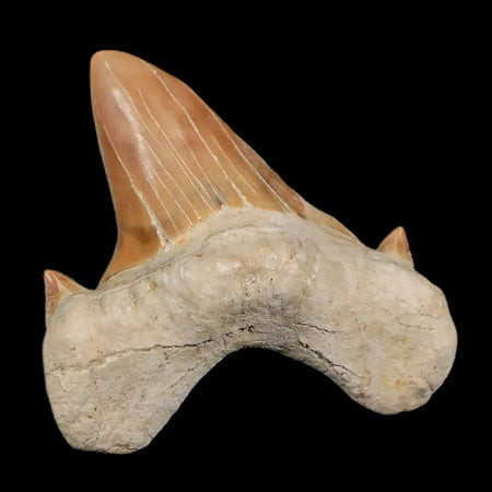 1.9" Otodus Obliquus Shark Fossil Tooth Specimen Oued Zem Morocco COA