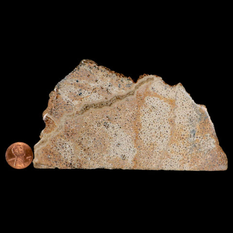 5.2" Fossil Dinosaur Gem Bone Cut Polished Slab Agatized Dinosaur Bone Morocco - Fossil Age Minerals