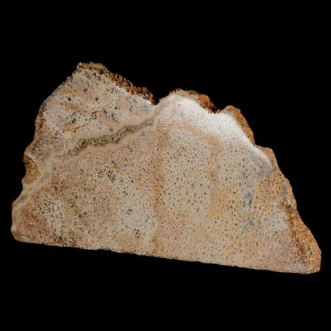 5.2" Fossil Dinosaur Gem Bone Cut Polished Slab Agatized Dinosaur Bone Morocco - Fossil Age Minerals