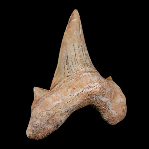 1.9" Otodus Obliquus Shark Fossil Tooth Specimen Oued Zem Morocco COA - Fossil Age Minerals