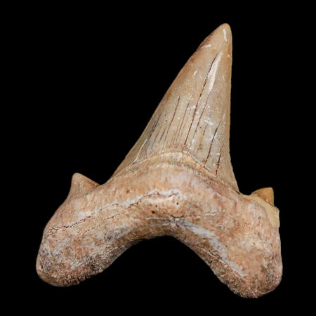 1.9" Otodus Obliquus Shark Fossil Tooth Specimen Oued Zem Morocco COA