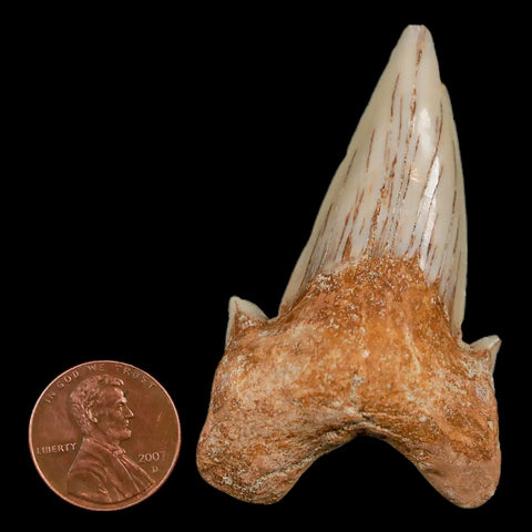 2.3" Otodus Obliquus Shark Fossil Tooth Specimen Oued Zem Morocco COA - Fossil Age Minerals