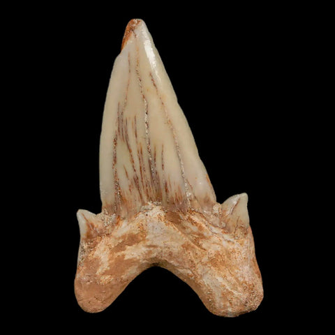 2.3" Otodus Obliquus Shark Fossil Tooth Specimen Oued Zem Morocco COA - Fossil Age Minerals