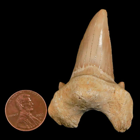 2.2" Otodus Obliquus Shark Fossil Tooth Specimen Oued Zem Morocco COA - Fossil Age Minerals