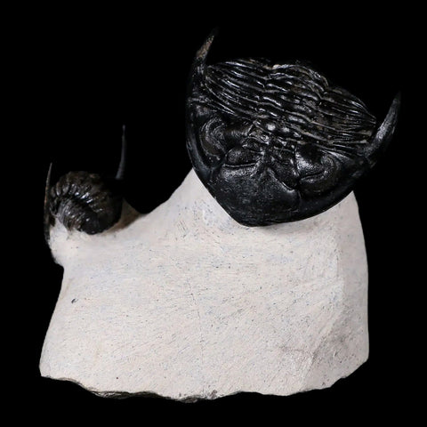 Metacanthina Issoumourensis Fossil Trilobite And Cornuproetus Cornutus Trilobite COA - Fossil Age Minerals