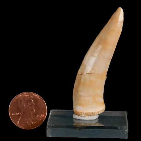 2.2" Saber Toothed Herring Fossil Fang Enchodus Libycus Cretaceous COA Stand - Fossil Age Minerals