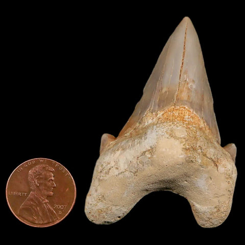 2.3" Otodus Obliquus Shark Fossil Tooth Specimen Oued Zem Morocco COA - Fossil Age Minerals