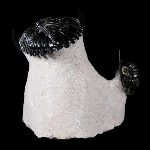 Metacanthina Issoumourensis Fossil Trilobite And Cornuproetus Cornutus Trilobite COA - Fossil Age Minerals