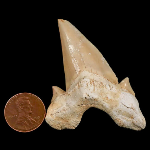 2.3" Otodus Obliquus Shark Fossil Tooth Specimen Oued Zem Morocco COA - Fossil Age Minerals