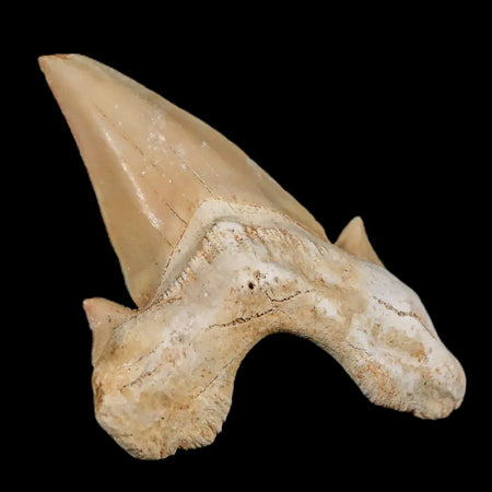 2.3" Otodus Obliquus Shark Fossil Tooth Specimen Oued Zem Morocco COA