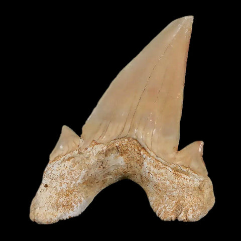 2.3" Otodus Obliquus Shark Fossil Tooth Specimen Oued Zem Morocco COA - Fossil Age Minerals