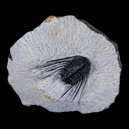 1.1" Leonaspis Sp Spiny Trilobite Fossil Morocco Devonian Age 400 Mil Yrs Old COA