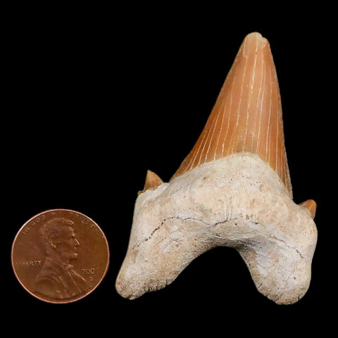 2.1" Otodus Obliquus Shark Fossil Tooth Specimen Oued Zem Morocco COA - Fossil Age Minerals