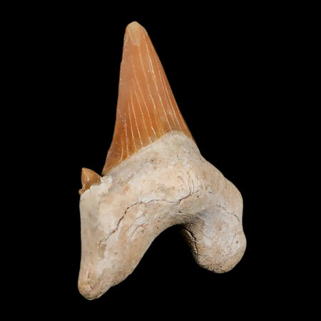 2.1" Otodus Obliquus Shark Fossil Tooth Specimen Oued Zem Morocco COA