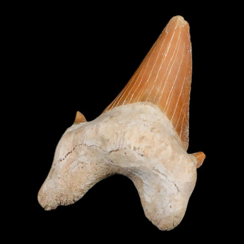 2.1" Otodus Obliquus Shark Fossil Tooth Specimen Oued Zem Morocco COA - Fossil Age Minerals