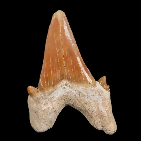 2.1" Otodus Obliquus Shark Fossil Tooth Specimen Oued Zem Morocco COA - Fossil Age Minerals