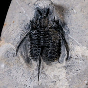 1.1" Cyphaspis Tafilalet Walteri Horned Devil Trilobite Fossil Devonian Age COA