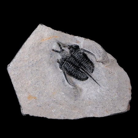 1.1" Cyphaspis Tafilalet Walteri Horned Devil Trilobite Fossil Devonian Age COA