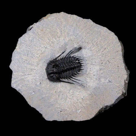 1" Leonaspis Sp Spiny Trilobite Fossil Morocco Devonian Age 400 Mil Yrs Old COA