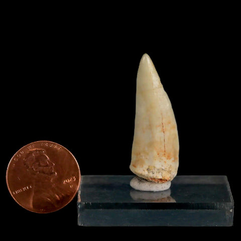 1.4" Saber Toothed Herring Fossil Fang Enchodus Libycus Cretaceous COA Stand - Fossil Age Minerals