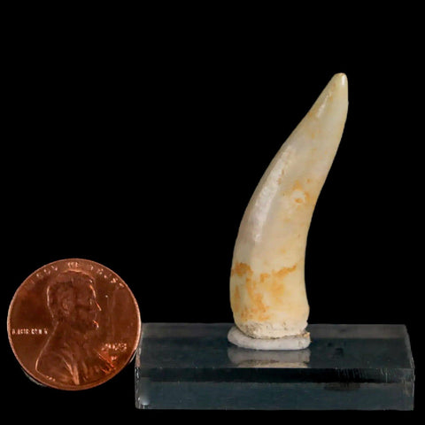 1.5" Saber Toothed Herring Fossil Fang Enchodus Libycus Cretaceous COA Stand - Fossil Age Minerals