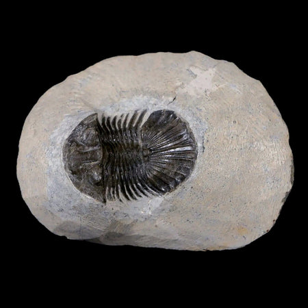 1.5" Scabriscutellum Trilobite Fossil Devonian Morocco 400 Million Years Old COA